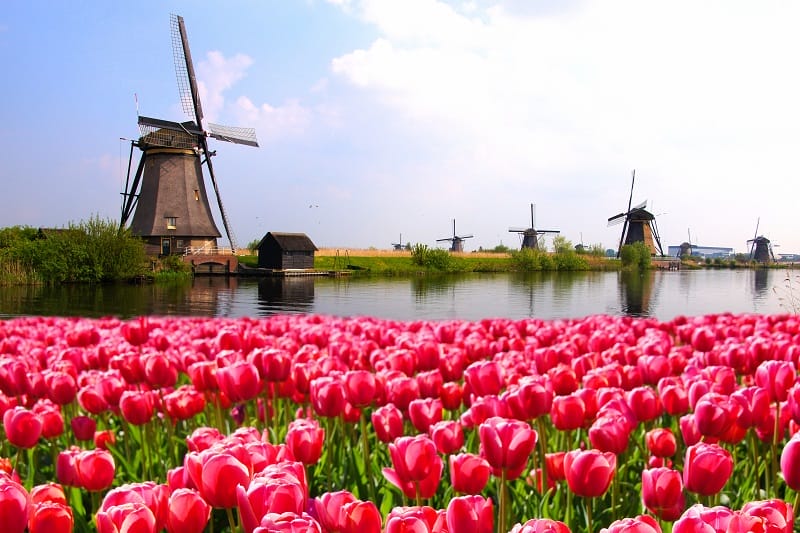 Un champ de tulipes roses en Hollande avec les moulins en fond