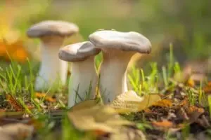 Champignons