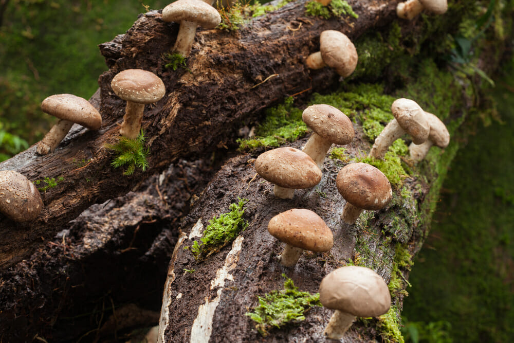 Champignons Shiitake poussant sur un tronc d'arbre