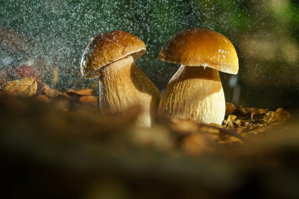 Champignons de Paris