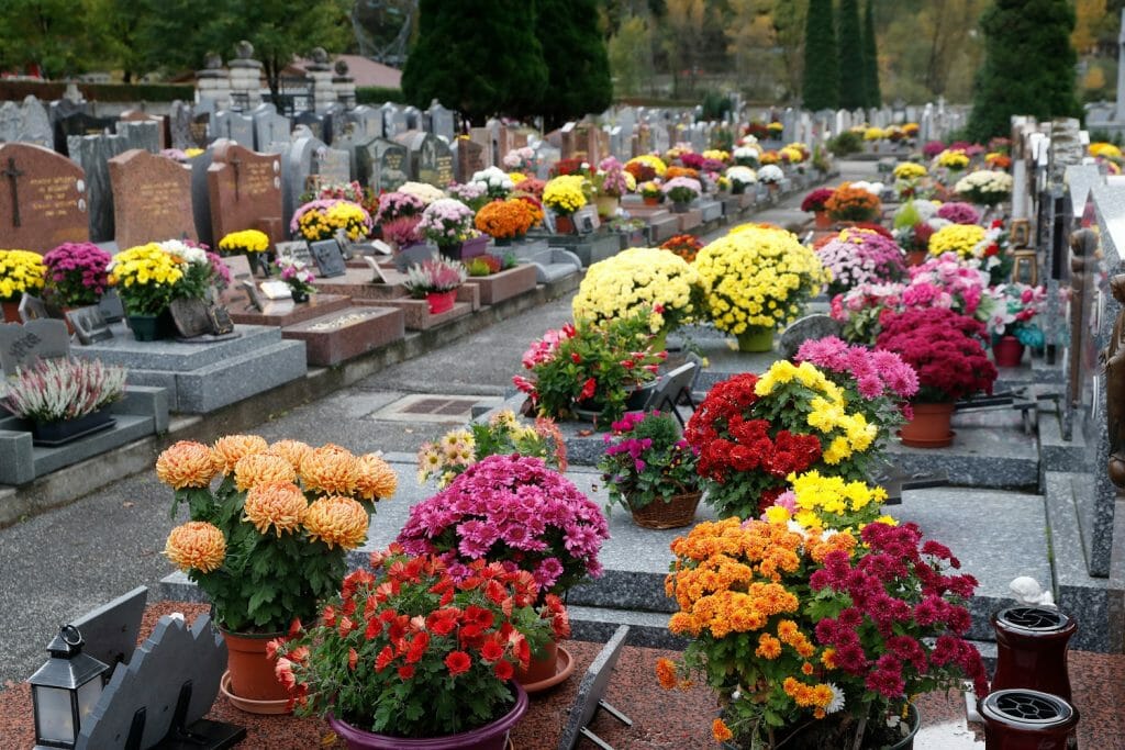 Chrysanhèmes sur tombes pour la Toussaint