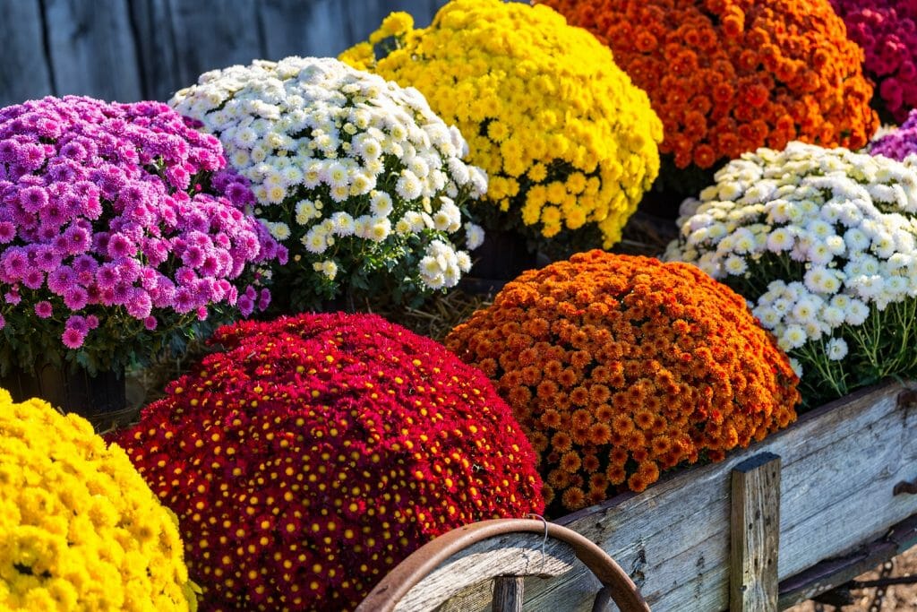 Chrysanthèmes de toutes les couleurs