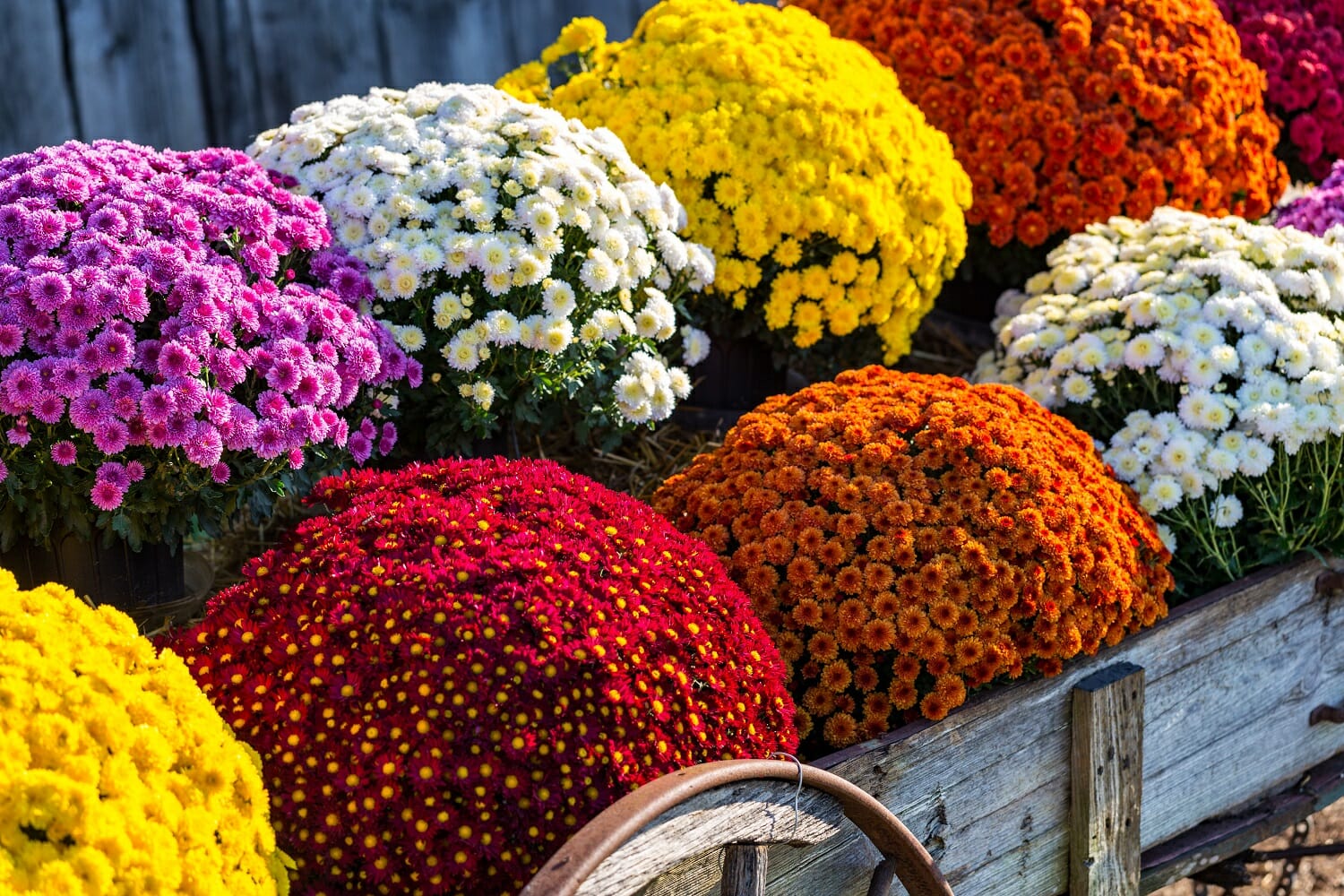 Chrysanth me En Pot Guide Complet Pour R ussir Sa Culture Chrysanth me En Pot Guide Complet Pour R ussir Sa Culture