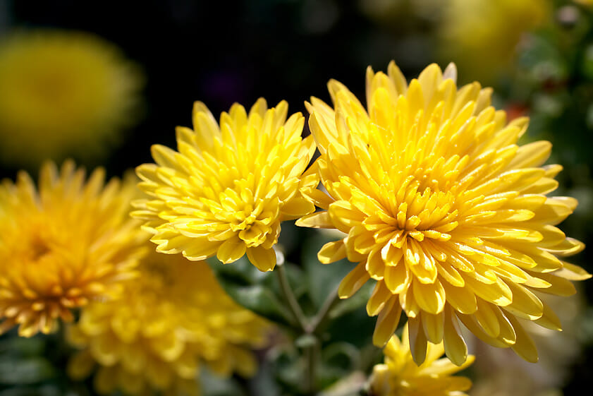 Fleurs de chrysanthèmes