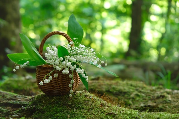 1er Mai Belles Citations Sur Le Muguet