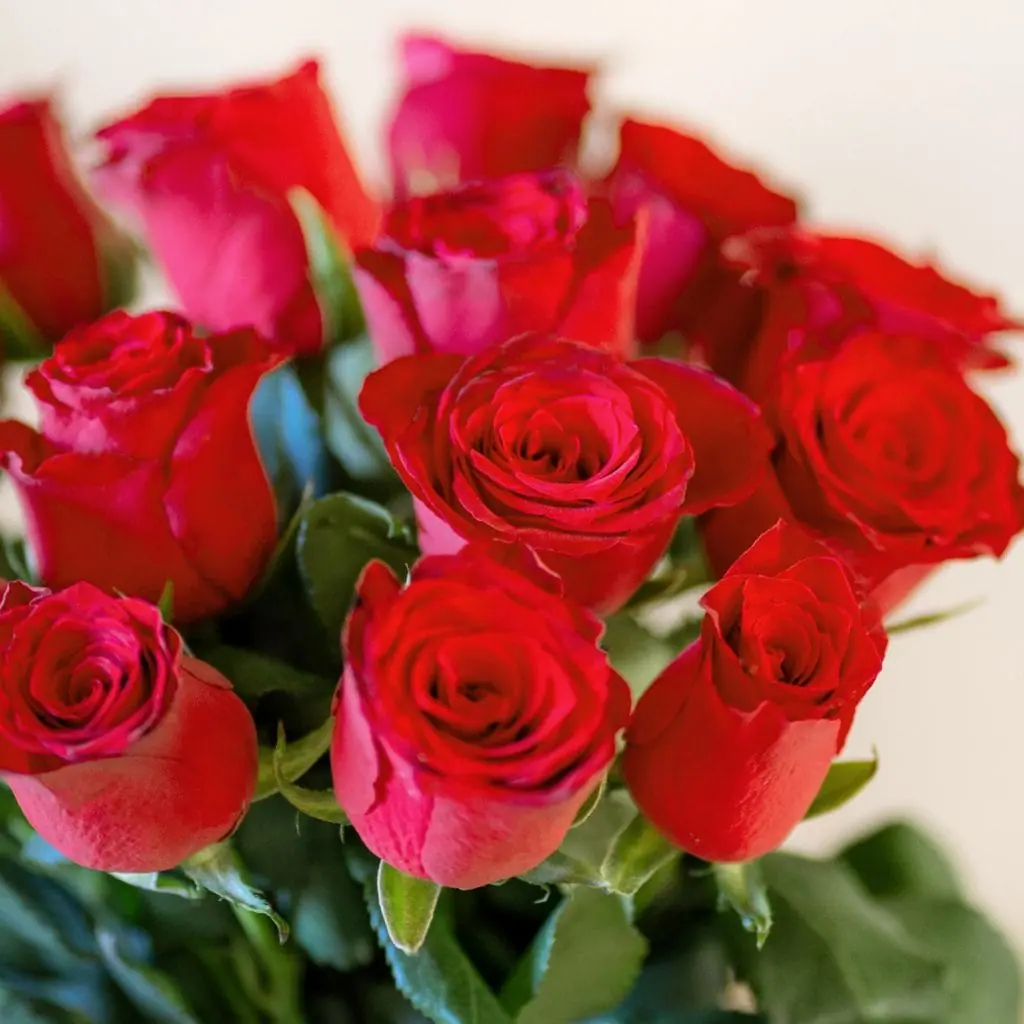 Boutons de roses rouges