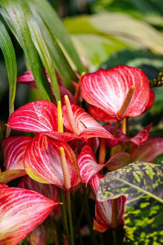 Anthurium fleurs rouges