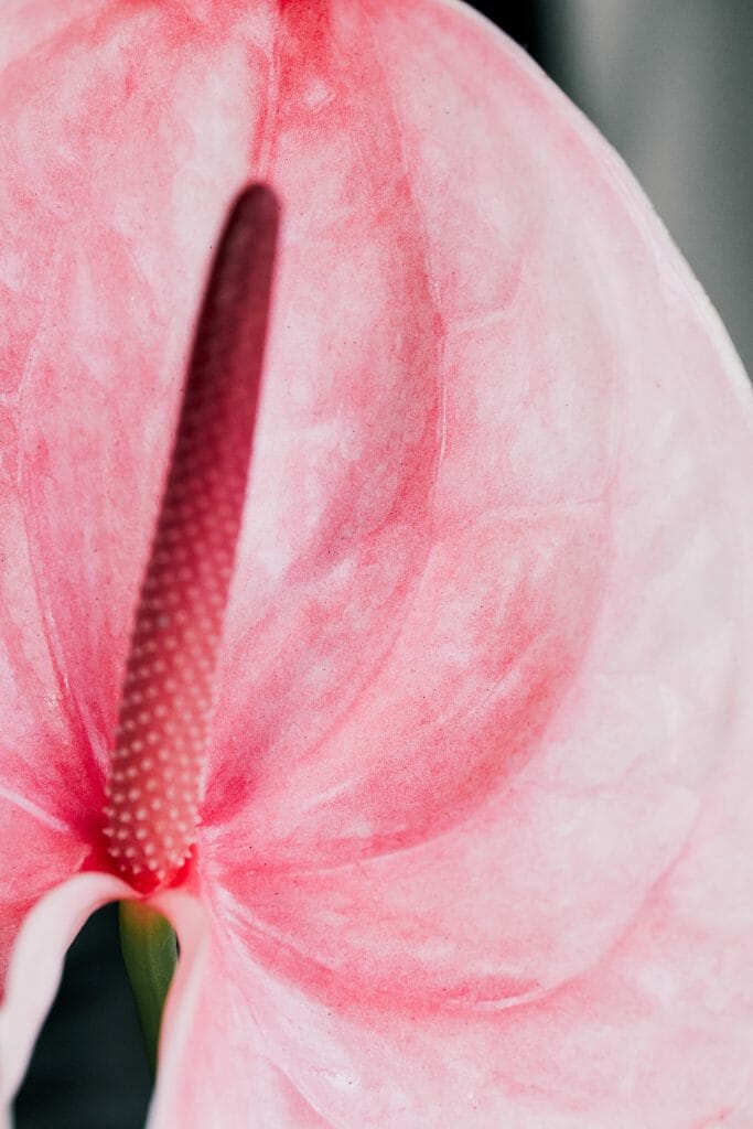 Fleur de l'anthurium