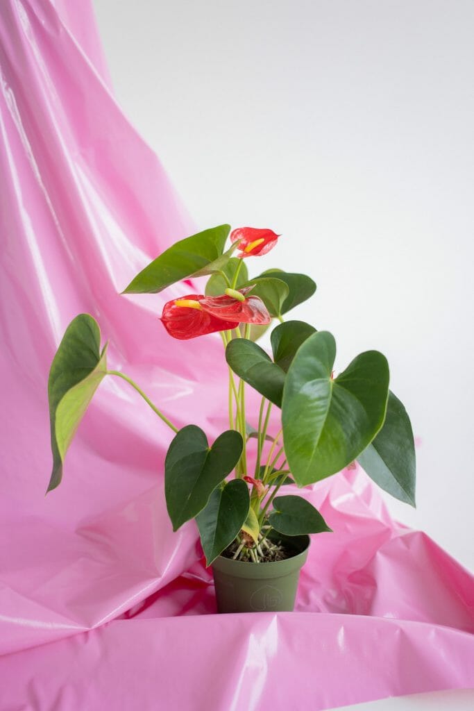 Anthurium en pot