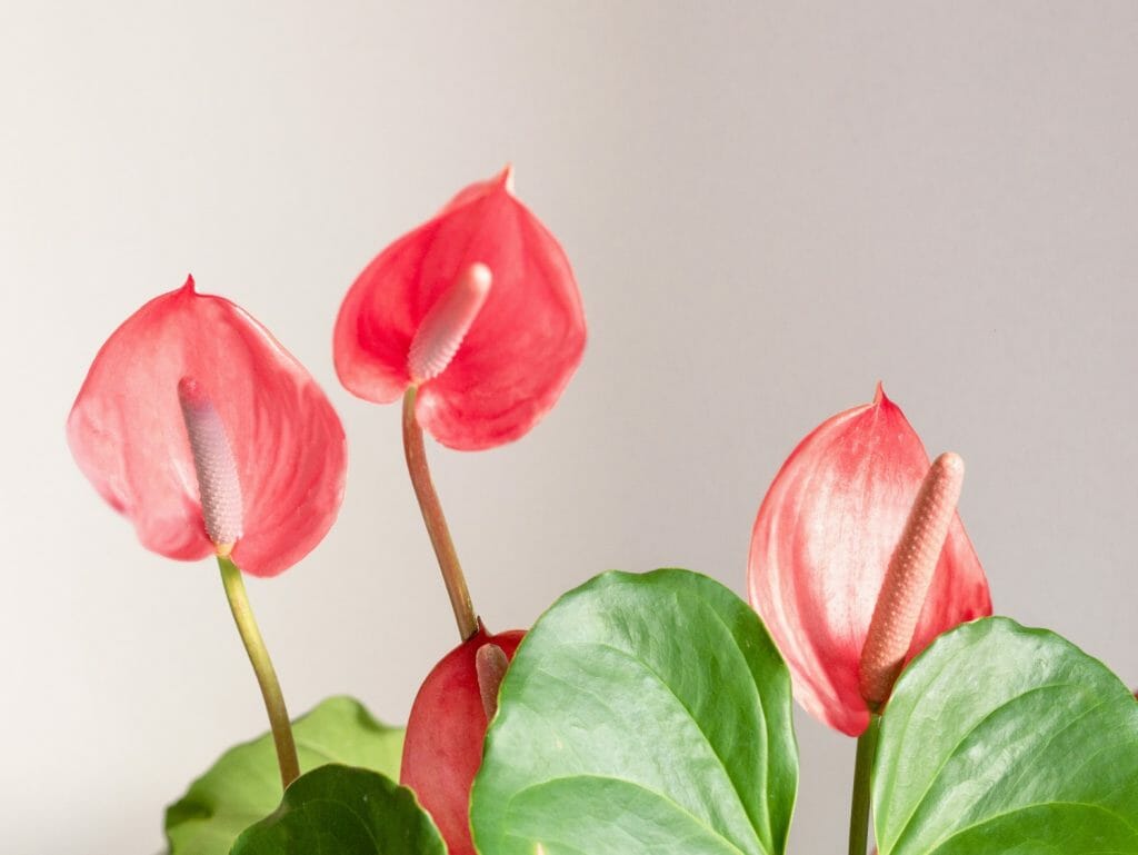 Fleurs de l'anthurium