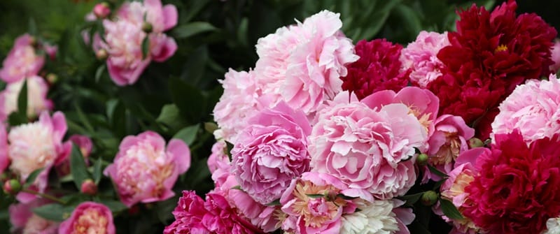 Nombreuses fleurs de pivoines