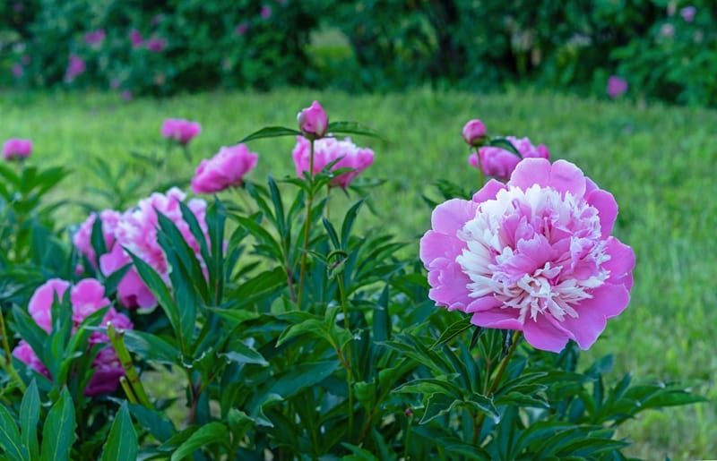 Plusieurs pivoines dans un jardin