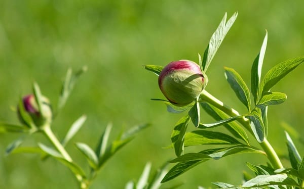 Bourgeons de pivoines