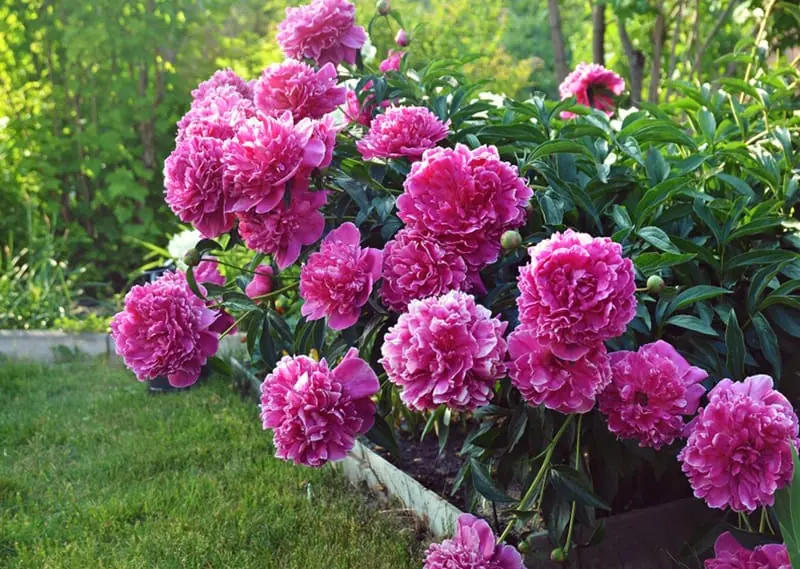 Grandes pivoines plantées en pleine terre