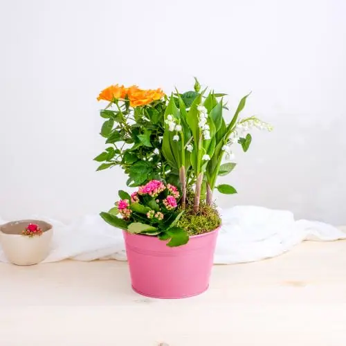 Composition de muguet