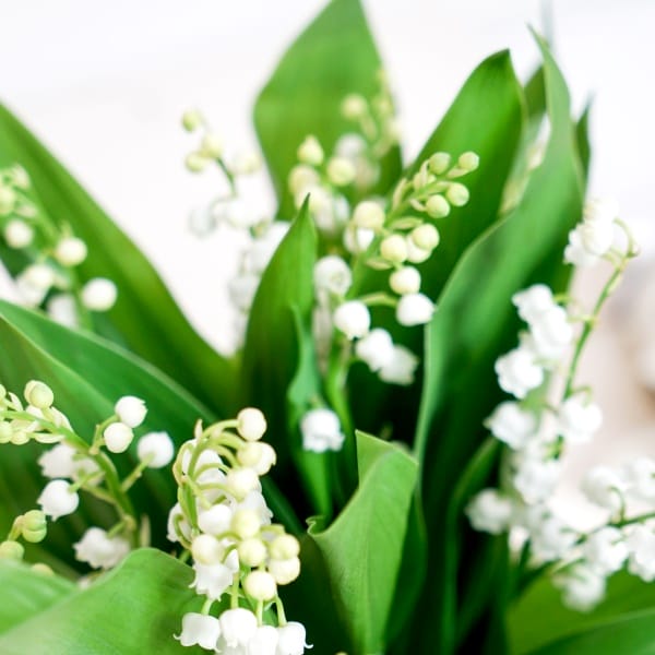 bouquet de muguet du 1er mai en gros plan