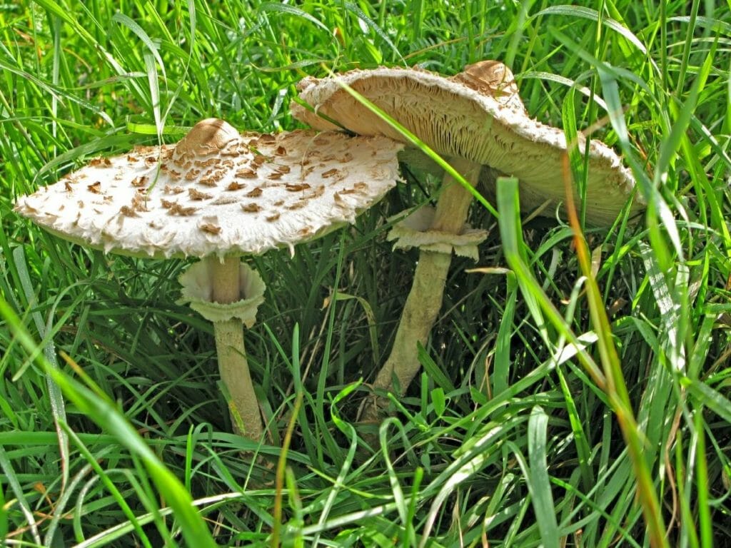 Deux coulemelles dans un champ