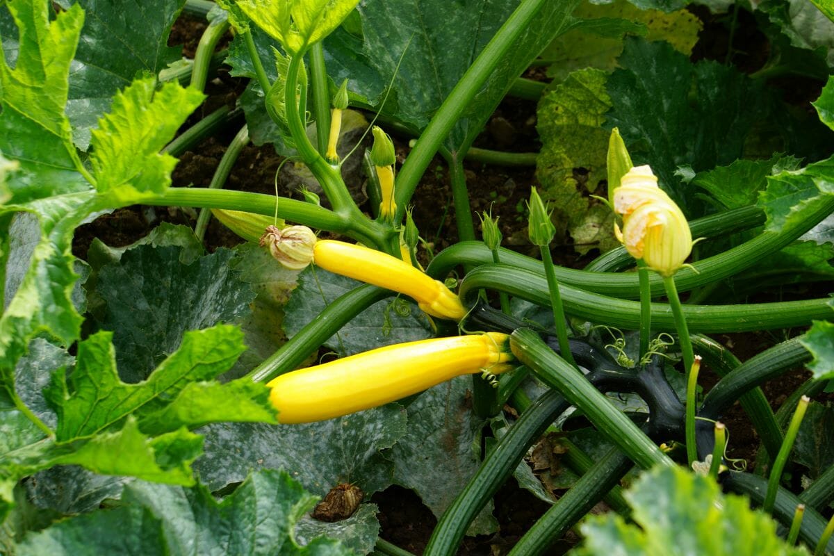 Courgettes Gold Rush