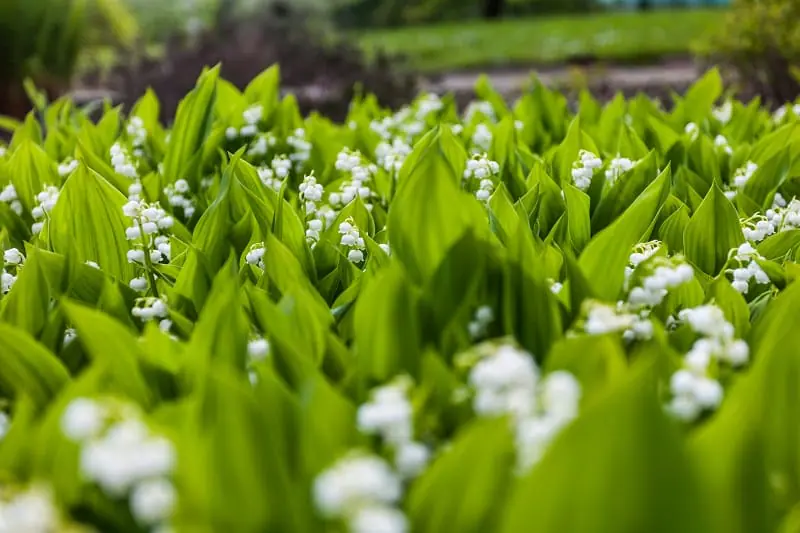 Beaucoup de brins de muguet dans un jardin
