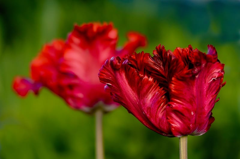 2 belles tulipes perroquets rouges