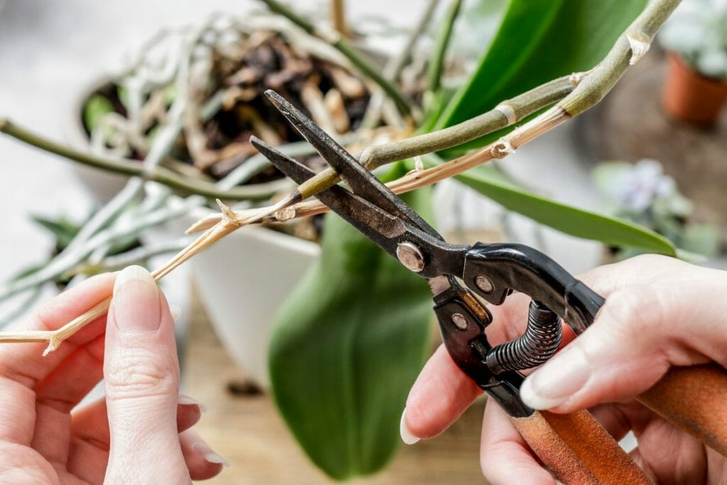 TOUT CE QUE VOUS DEVEZ SAVOIR POUR REMPOTER UNE ORCHIDÉE – Plante  Artificielle Déco