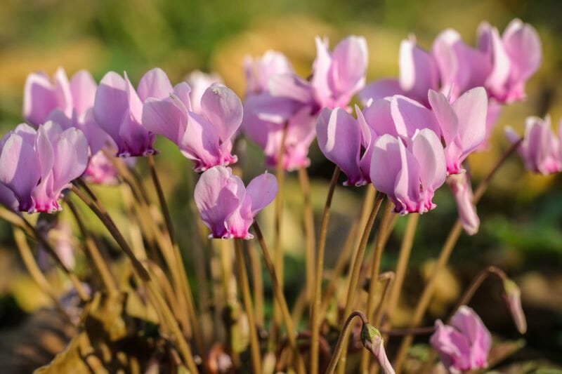 Cyclamen hederifolium