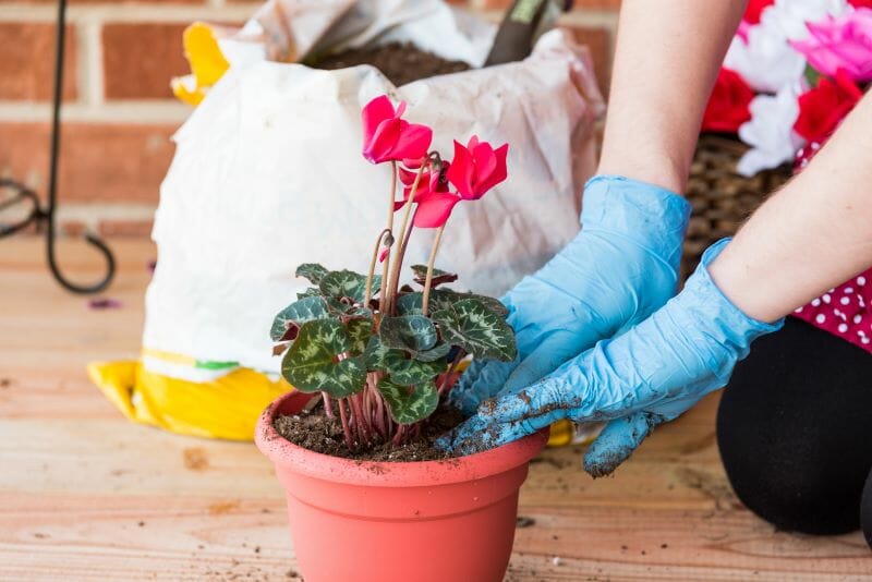 Cyclamen des fleuristes : plantation, entretien, soin