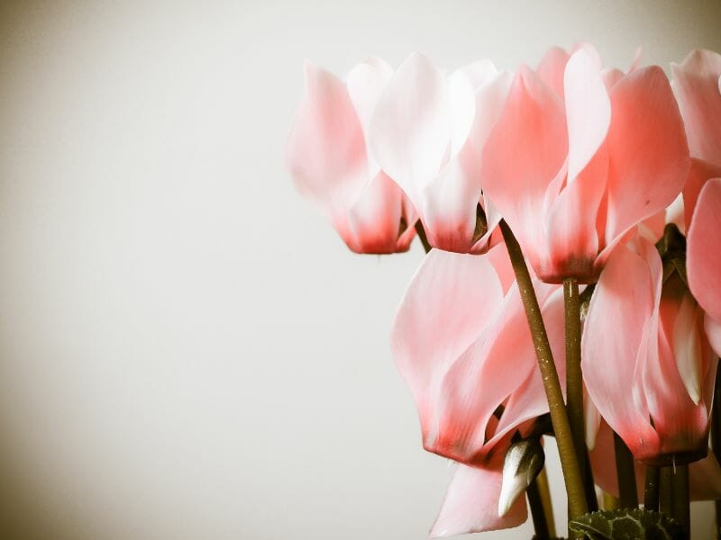 Cyclamens de Naples roses