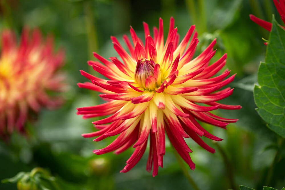 Dahlia cactus rouge