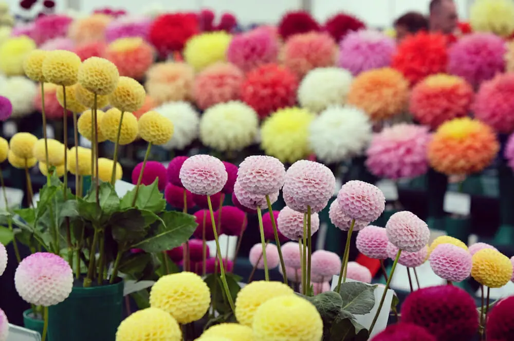 Des dahlias pompons de différentes couleurs