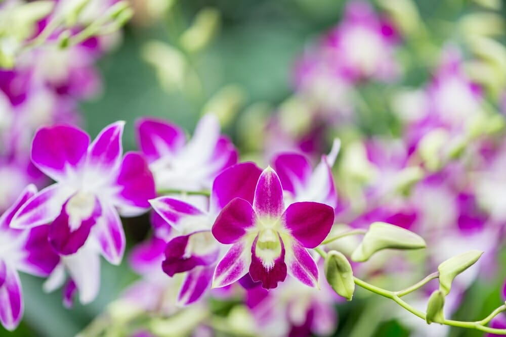 Fleurs de dendrobium