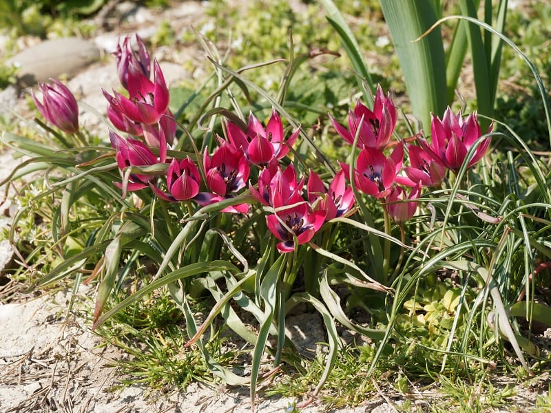Des tulipes botaniques de couleur pourpre qui poussent en pleine terre