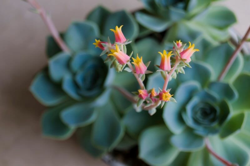 Echeveria elegans