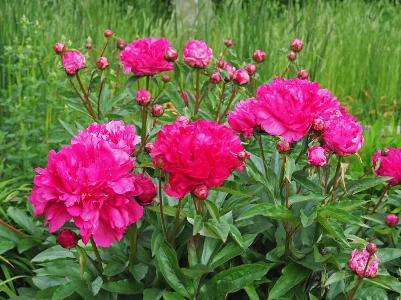 Pivoines rose fushia plantées dans un jardin