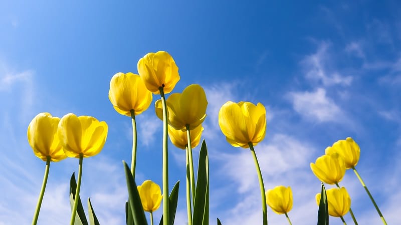 Des tulipes jaunes bien ouvertes