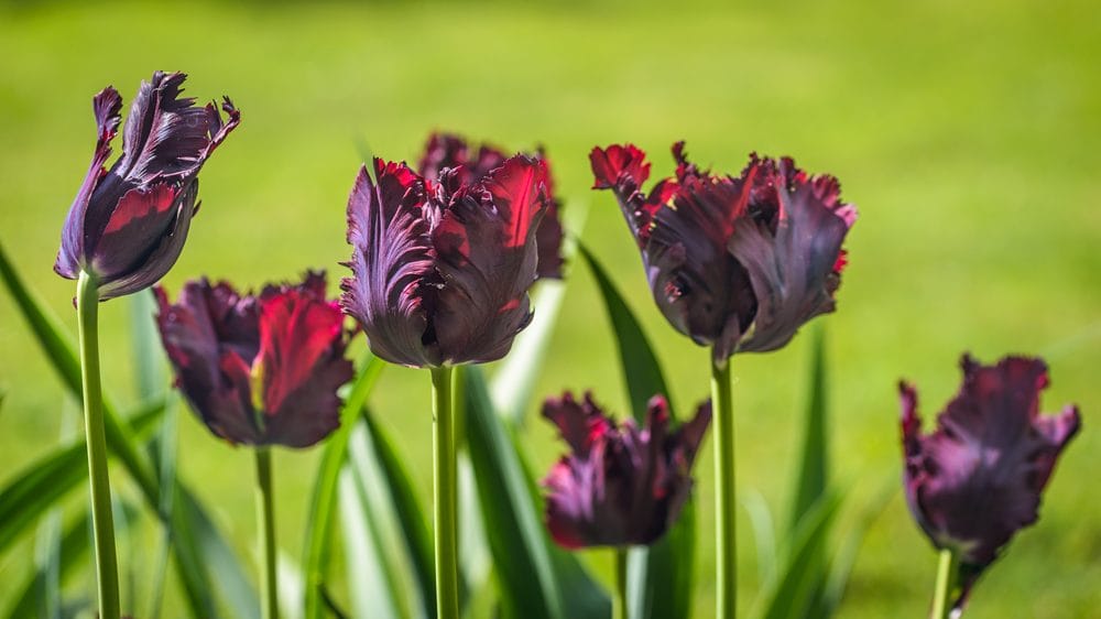 Des tulipes perroquet Black Parrot dans un jardin