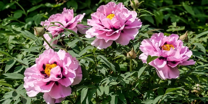 Jolies pivoines roses exposées en plein soleil