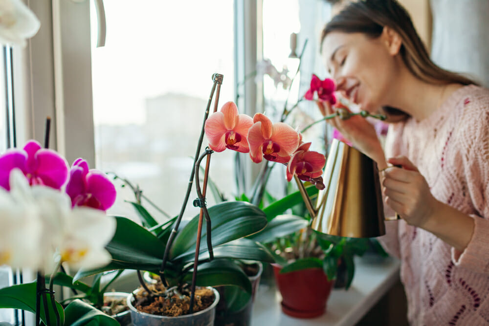 Comment entretenir une orchidée