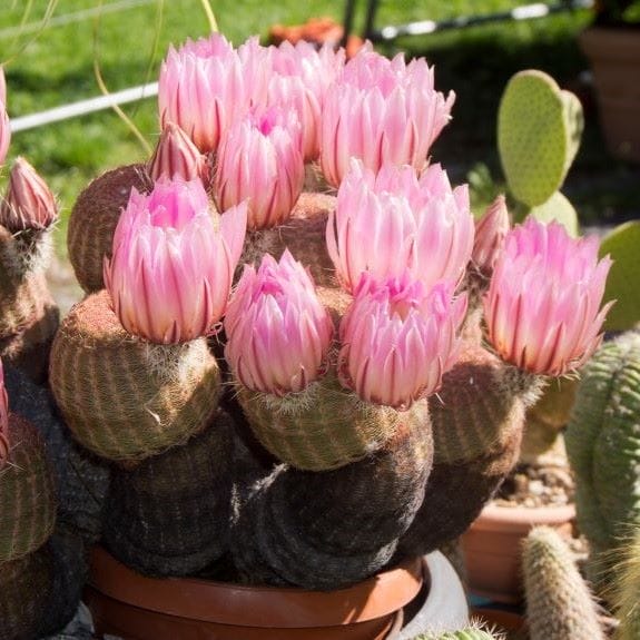 fleur de cactus