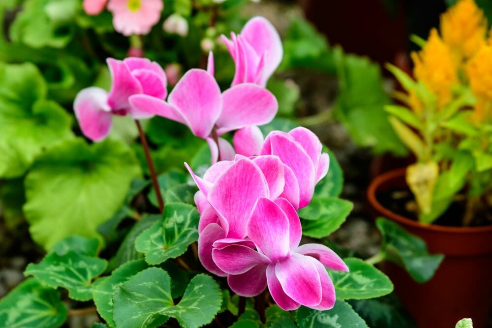 Fleur de cyclamen