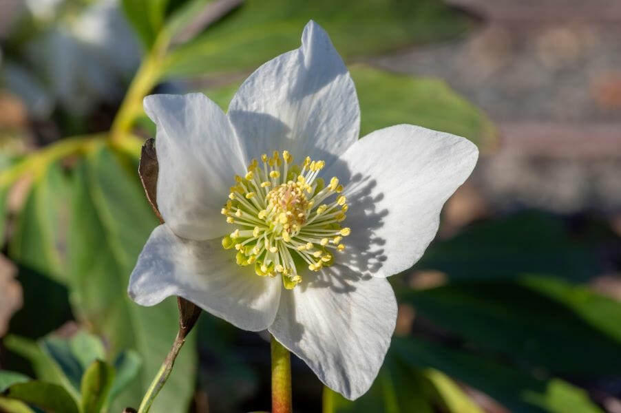 Fleur d'hellébore noir