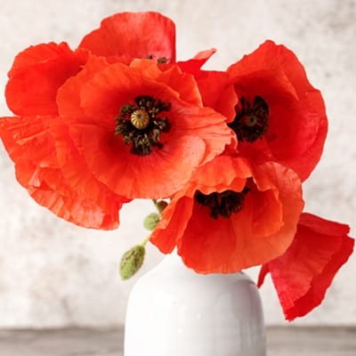 Coquelicots dans un vase