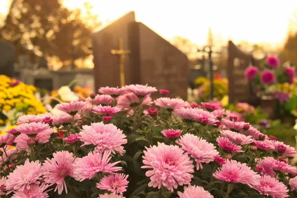 Une tombe en arrière plan avec de belles chrysanthèmes roses