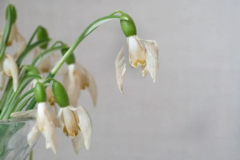 Fleurs aux pétales fanés