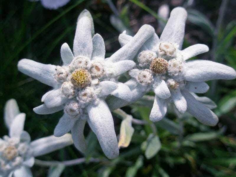 Fleur d'edelweiss