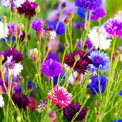 Plusieurs bleuets sauvages