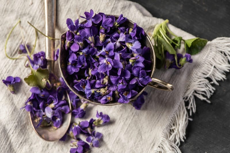 Fleurs de violette dans une tasse