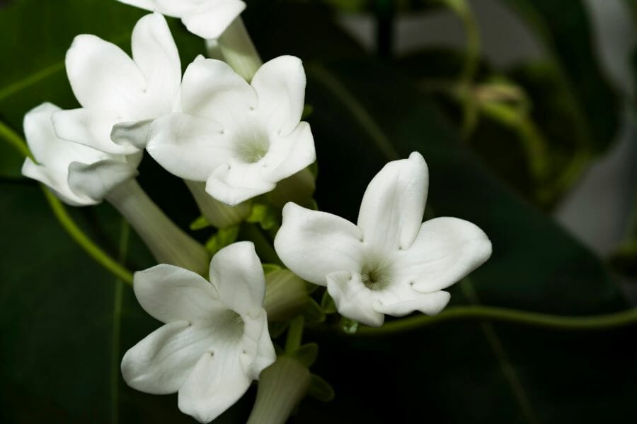 Fleurs du jasmin de Madagascar