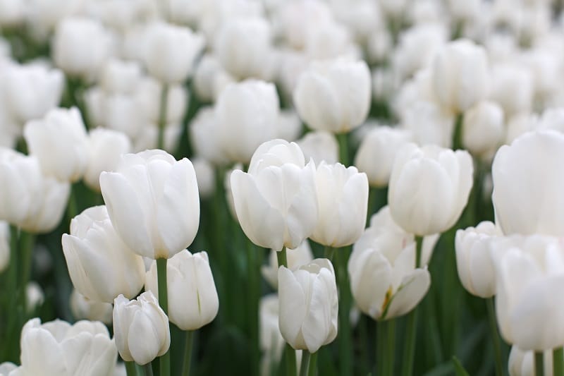 Des tulipes blanches en pleine floraison