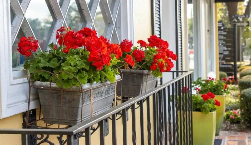 Pots de géranium en extérieur